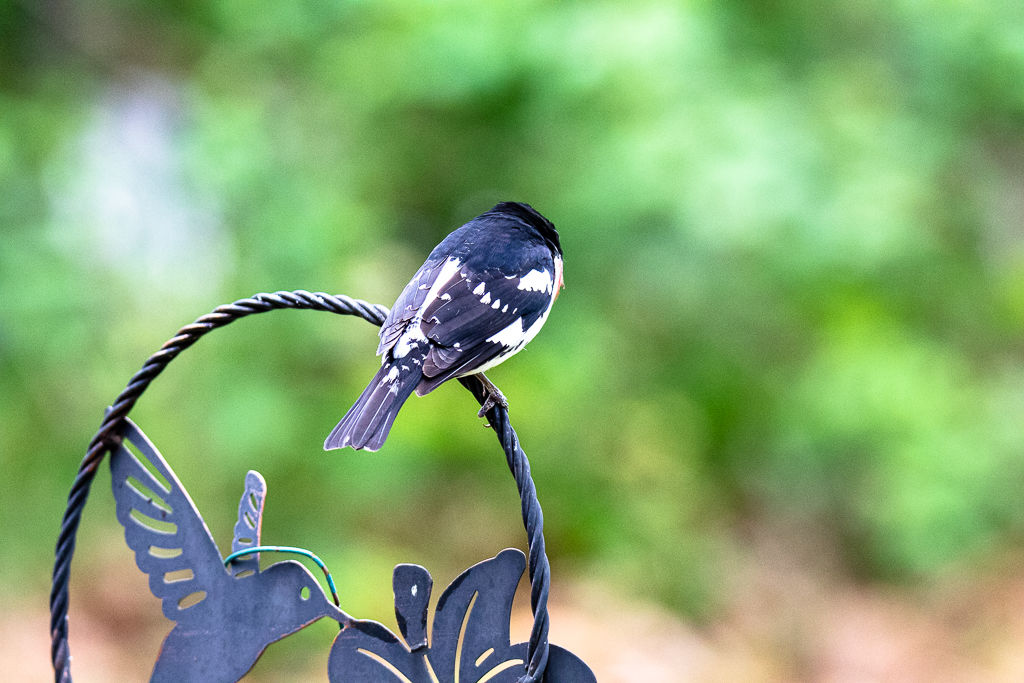 Backyard Birds NH-1865.jpg